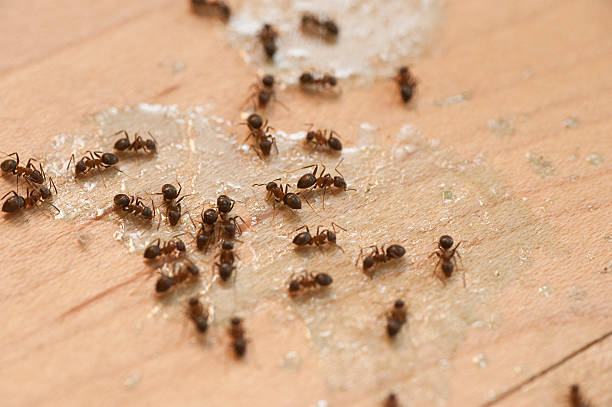 Trusted Artesia, CA Pest Control Experts
